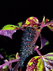 Euphydryas chalcedona