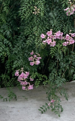 Podranea