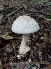 Amanita rhopalopus