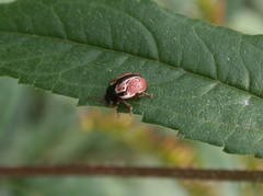 Calligrapha spiraeae