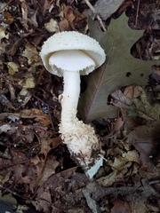 Amanita rhopalopus