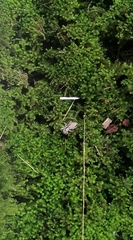 Menemerus bivittatus