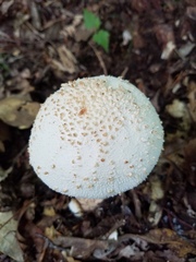 Amanita rhopalopus