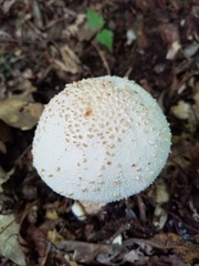 Amanita rhopalopus