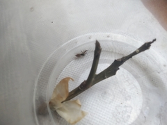 Menemerus bivittatus