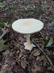 Amanita rhopalopus