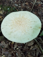 Amanita rhopalopus