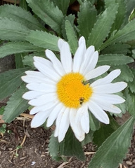 Leucanthemum