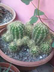 Trichocereeae