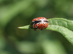 Calligrapha spiraeae