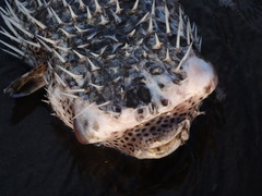 Diodon hystrix