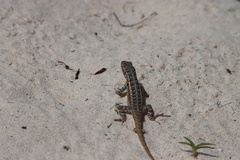 Sceloporus cozumelae