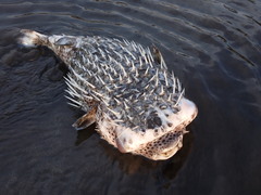 Diodon hystrix