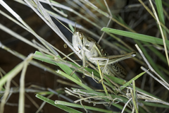 Austracris guttulosa
