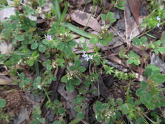 Sherardia arvensis