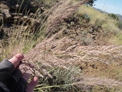 Muhlenbergia emersleyi