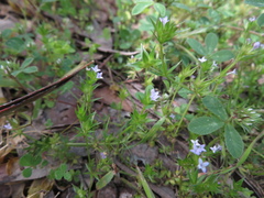 Sherardia arvensis