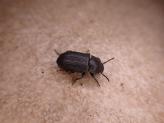 Opatrini