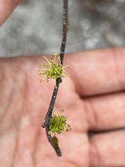 Forestiera segregata