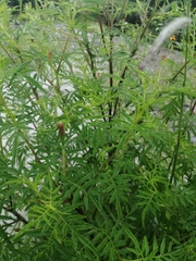 Tagetes