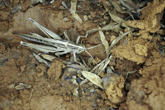 Austracris guttulosa