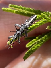 Rhinotia