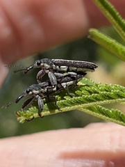 Rhinotia