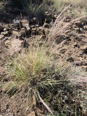 Muhlenbergia emersleyi