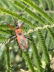 Gminatus australis