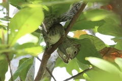 Sciurus yucatanensis