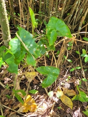 Xanthosoma robustum