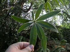 Sterculia murex