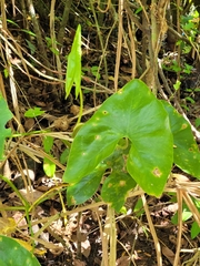 Xanthosoma robustum