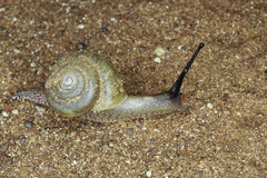 Camaenidae