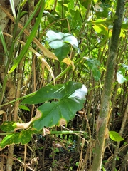 Xanthosoma robustum