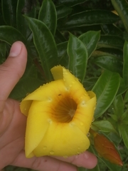 Allamanda cathartica