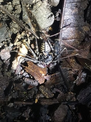 Paraphrynus laevifrons