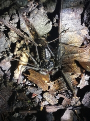 Paraphrynus laevifrons