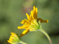 Hymenothrix biternata