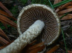Psathyrella frustulenta
