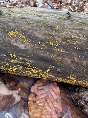 Calycina citrina