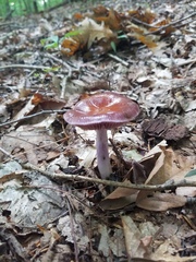 Cortinarius iodes