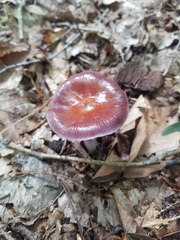 Cortinarius iodes