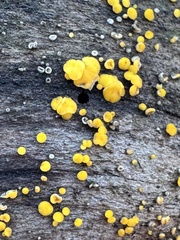 Calycina citrina