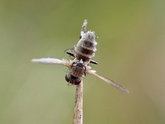 Entomophthora muscae