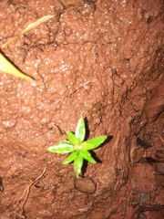 Oldenlandia corymbosa