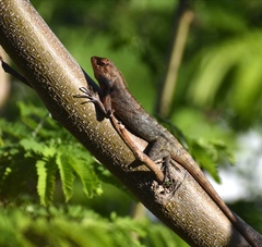 Calotes versicolor