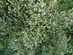 Corokia cotoneaster