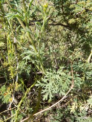 Hymenothrix biternata