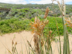 Spinifex sericeus